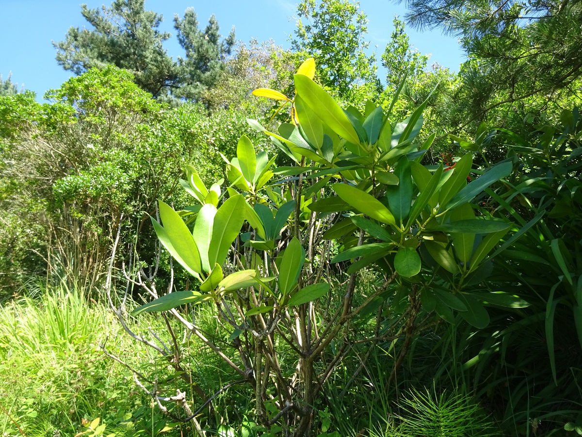 Rhododendron ponticum subsp. baeticum (Ericaceae)